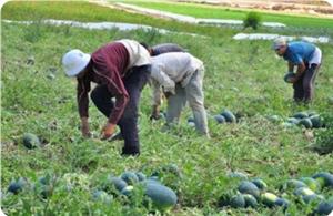 Abbas Yönetimi Filistinli Çiftçilere Sahip Çıkmıyor
