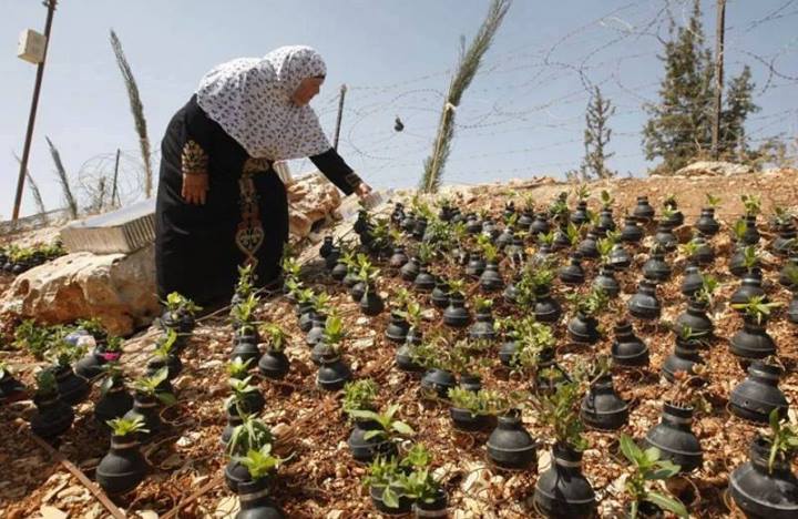 Filistinli Kadınlar Zor Şartlarda Yaşam Mücadelesi Veriyor