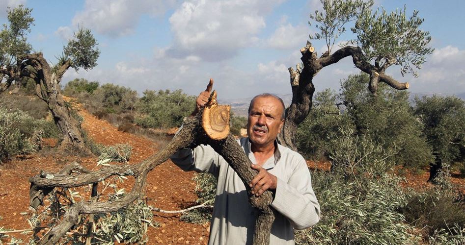 Gasıp İsrail  Askerleri Filistinlilere Ait Yüzlerce Zeytin Ağacını Söktü