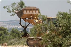 İşgal Yönetimi Filistinlilerden Selfit'te 2000 Ağacı Sökmelerini İstedi