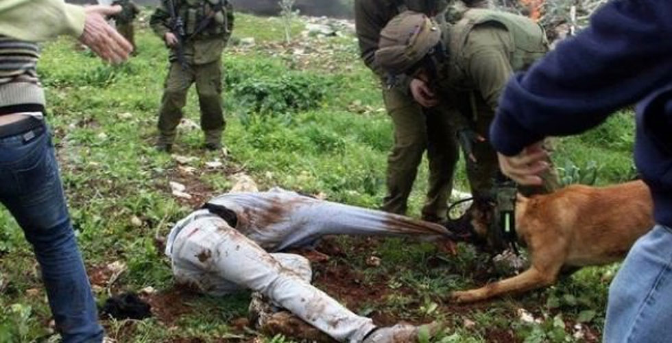 İsrail ordusundan köpek itirafı