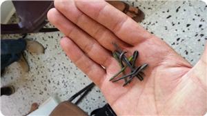 Katil Devlet Gazze Savaşında Çivili Bomba Kullandı