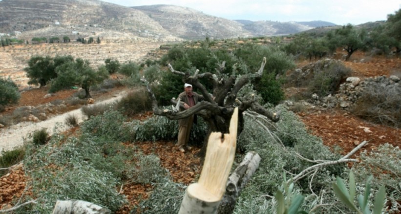 Siyonist Güçler Beytlahim'in Güneyinde Filistinlilere Ait Zeytin Ağaçlarını Söktü