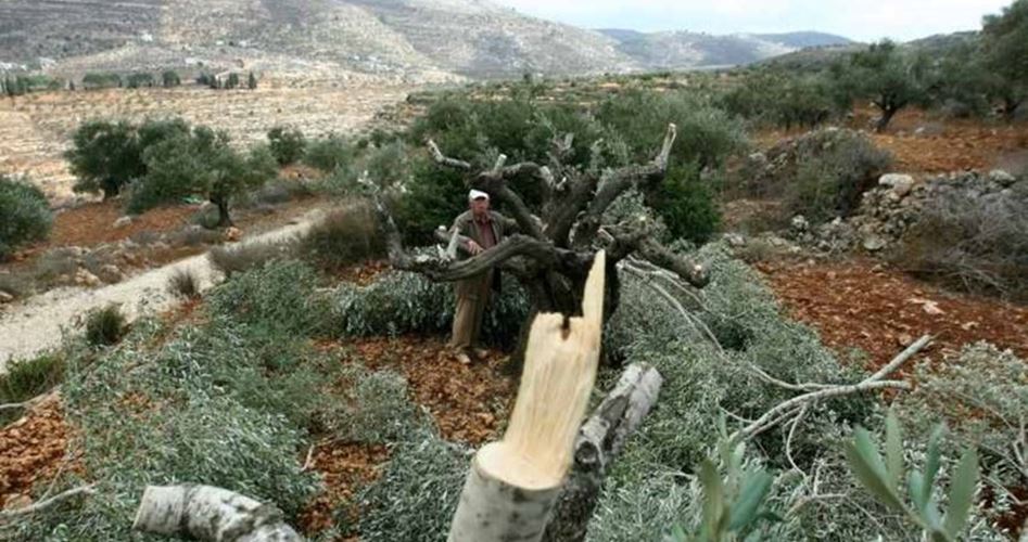 Siyonist İşgal Güçleri El-Halil'in Kuzeyinde 100 Ağacı Söktü