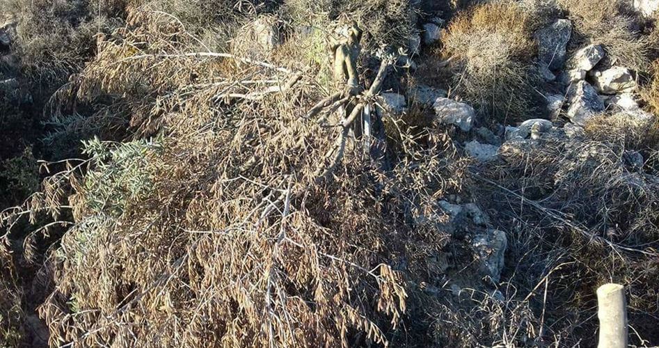 Siyonist  Yerleşimciler 300 Zeytin Ağacını Kesti