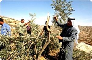 Siyonist Yerleşimciler Nablus'ta Zeytin Ağaçlarını Söktü