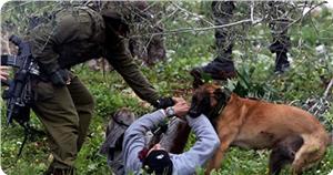 Siyonistlerden Köpekli Saldırı
